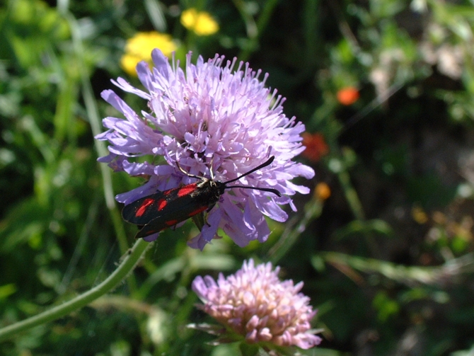 Zygaena loti e Z.carniolica